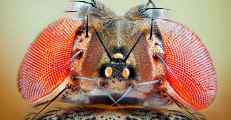 genetically-engineered-fruit-flies-feature-800×417