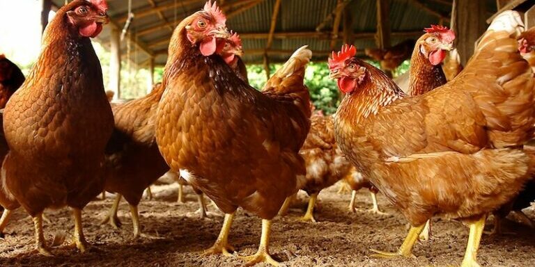 vtacia-chripka-hladomor-768×402