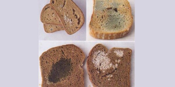 Smutná-pravda-o-českém-chlebu-který-jste-si-koupili.-Enzymy-éčka-a-rychlá-zkáza_alternativnimagazin_cz-600×338