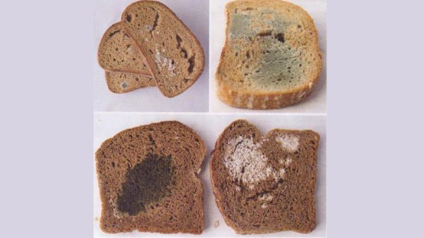 Smutná pravda o českém chlebu, který jste si koupili. Enzymy, éčka a rychlá zkáza.