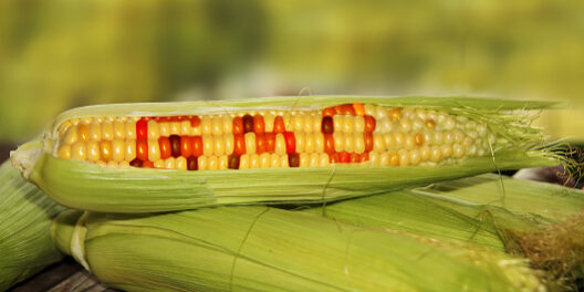 gmo food