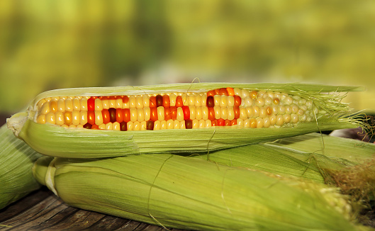 První oficiálně vědecky potvrzený případ úmrtí v důsledku konzumace GMO potravin